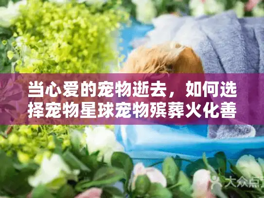 当心爱的宠物逝去，如何选择宠物星球宠物殡葬火化善终服务？