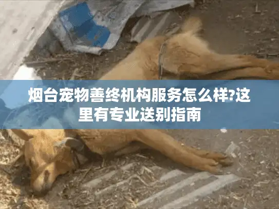 烟台宠物善终机构服务怎么样?这里有专业送别指南