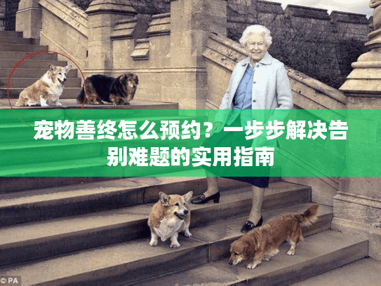 宠物善终怎么预约？一步步解决告别难题的实用指南