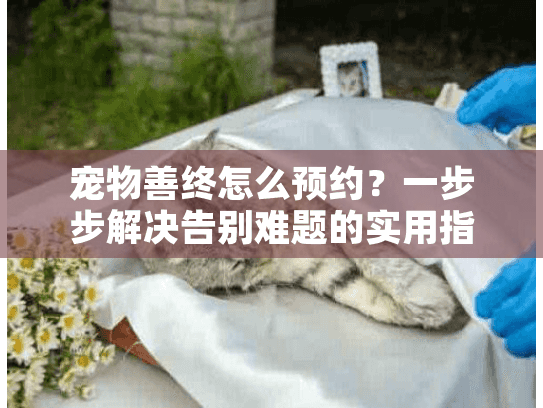 宠物善终怎么预约？一步步解决告别难题的实用指南