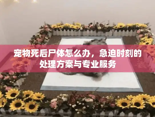 宠物死后尸体怎么办，急迫时刻的处理方案与专业服务