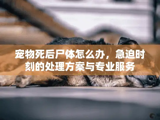 宠物死后尸体怎么办，急迫时刻的处理方案与专业服务