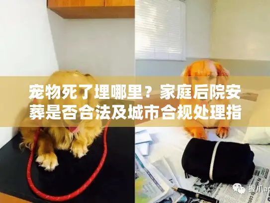 宠物死了埋哪里？家庭后院安葬是否合法及城市合规处理指南