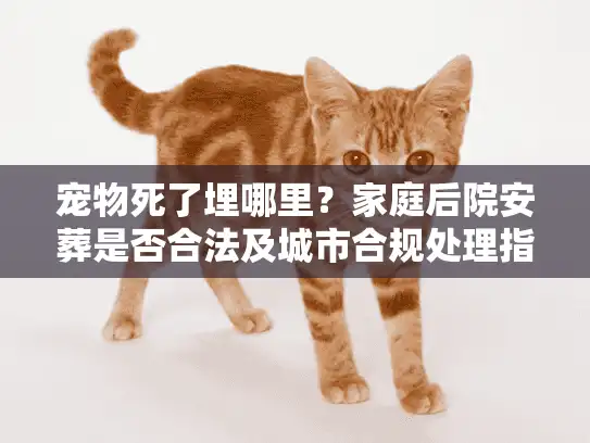 宠物死了埋哪里？家庭后院安葬是否合法及城市合规处理指南