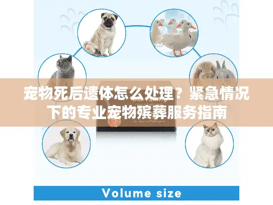 宠物死后遗体怎么处理？紧急情况下的专业宠物殡葬服务指南