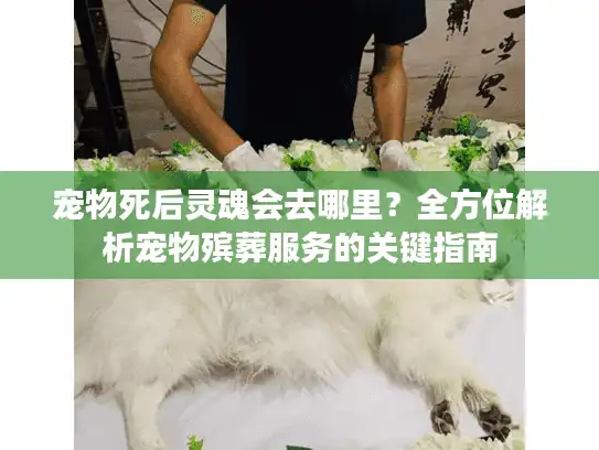 宠物死后灵魂会去哪里？全方位解析宠物殡葬服务的关键指南