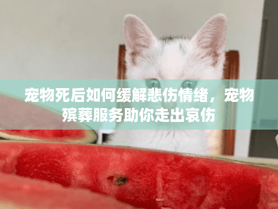 宠物死后如何缓解悲伤情绪，宠物殡葬服务助你走出哀伤