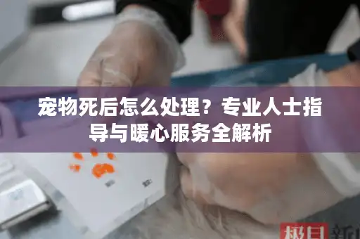 宠物死后怎么处理？专业人士指导与暖心服务全解析