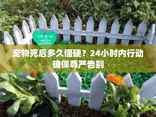 宠物死后多久僵硬？24小时内行动确保尊严告别