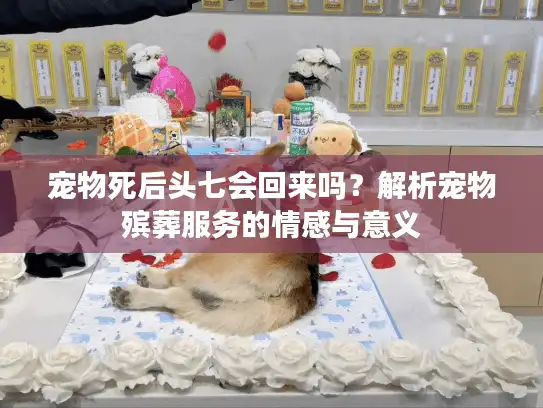 宠物死后头七会回来吗？解析宠物殡葬服务的情感与意义