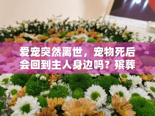 爱宠突然离世，宠物死后会回到主人身边吗？殡葬师讲述真实事例分享