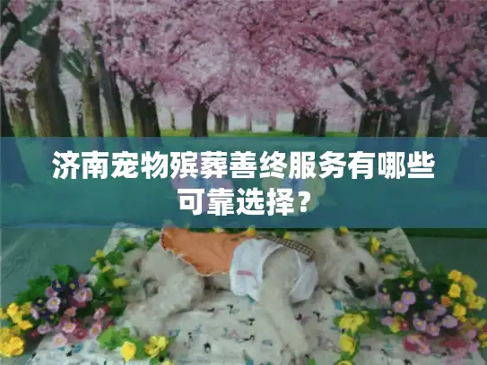 济南宠物殡葬善终服务有哪些可靠选择? 济南宠物殡葬善终服务有哪些可靠选择?