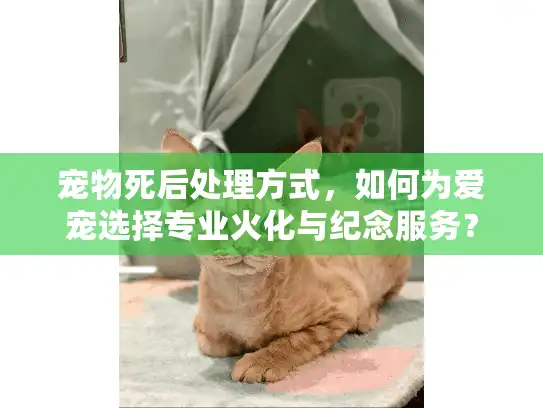 宠物死后处理方式，如何为爱宠选择专业火化与纪念服务？