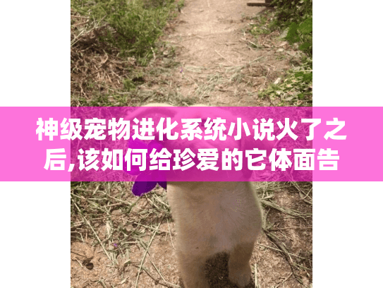 神级宠物进化系统小说火了之后,该如何给珍爱的它体面告别?