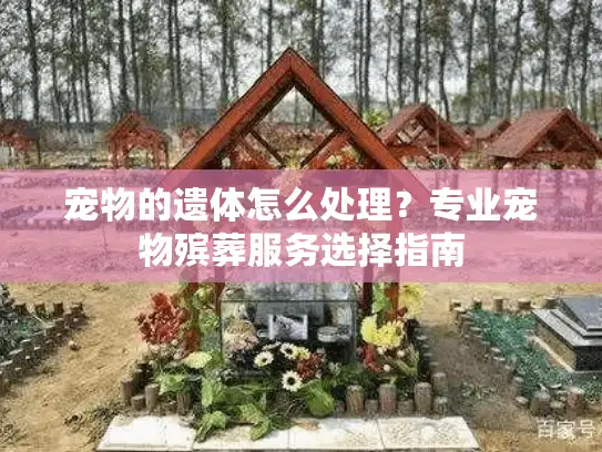 宠物的遗体怎么处理？专业宠物殡葬服务选择指南