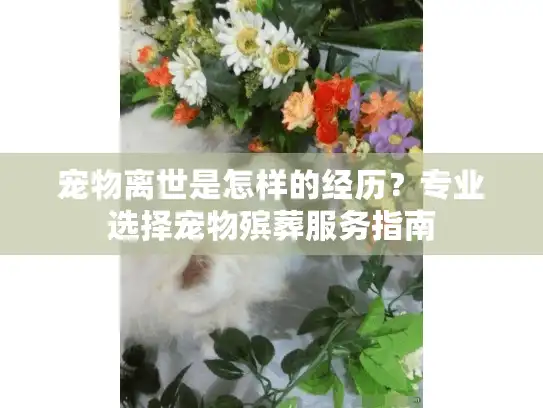 宠物离世是怎样的经历？专业选择宠物殡葬服务指南