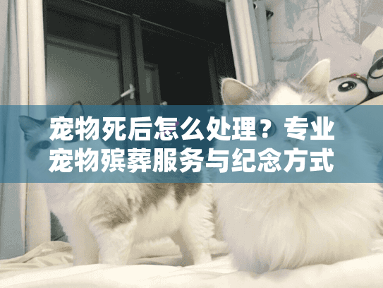 宠物死后怎么处理？专业宠物殡葬服务与纪念方式解答