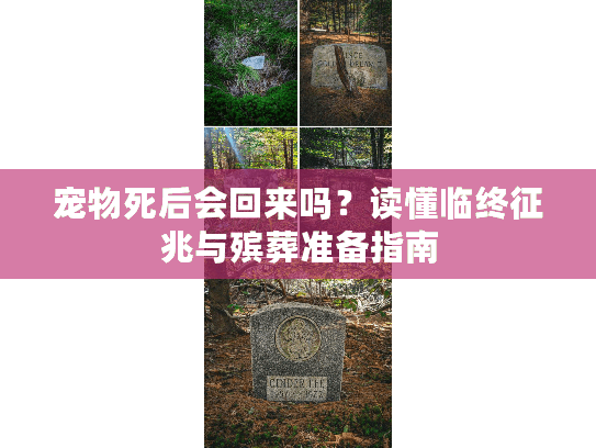 宠物死后会回来吗？读懂临终征兆与殡葬准备指南