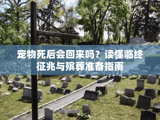 宠物死后会回来吗？读懂临终征兆与殡葬准备指南