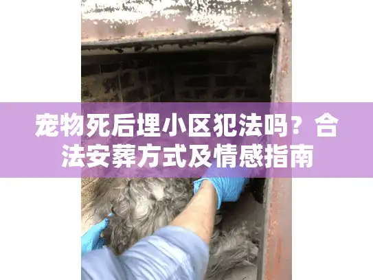 宠物死后埋小区犯法吗？合法安葬方式及情感指南