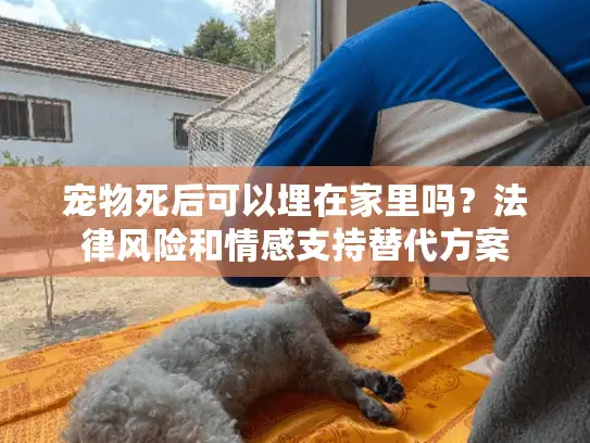 宠物死后可以埋在家里吗？法律风险和情感支持替代方案