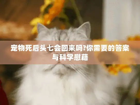 宠物死后头七会回来吗?你需要的答案与科学慰藉