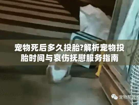 宠物死后多久投胎?解析宠物投胎时间与哀伤抚慰服务指南