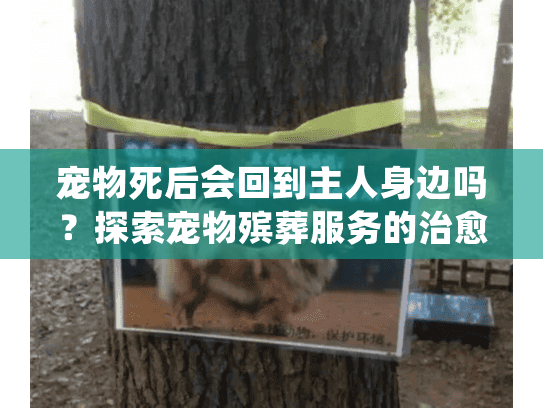 宠物死后会回到主人身边吗？探索宠物殡葬服务的治愈力量