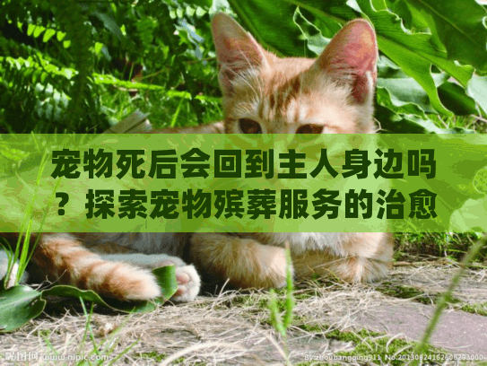 宠物死后会回到主人身边吗？探索宠物殡葬服务的治愈力量