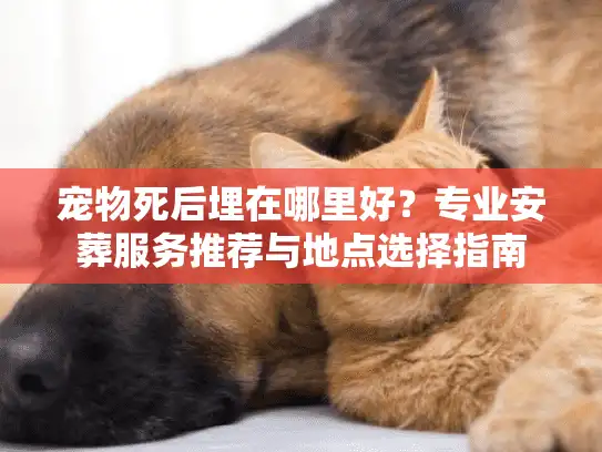 宠物死后埋在哪里好？专业安葬服务推荐与地点选择指南