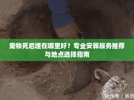 宠物死后埋在哪里好？专业安葬服务推荐与地点选择指南
