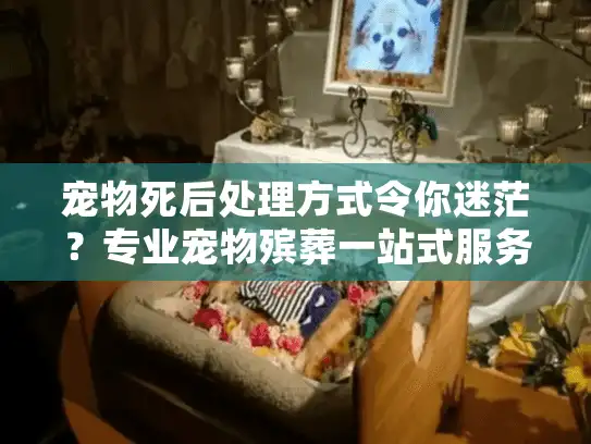 宠物死后处理方式令你迷茫？专业宠物殡葬一站式服务轻松化解困境