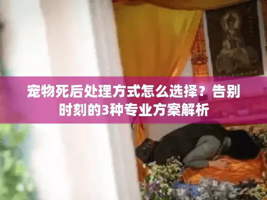 宠物死后处理方式怎么选择？告别时刻的3种专业方案解析