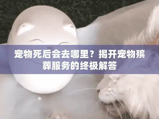 宠物死后会去哪里?揭开宠物殡葬服务的终极解答 宠物死后会去哪里?揭开宠物殡葬服务的终极解答