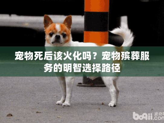 宠物死后该火化吗？宠物殡葬服务的明智选择路径