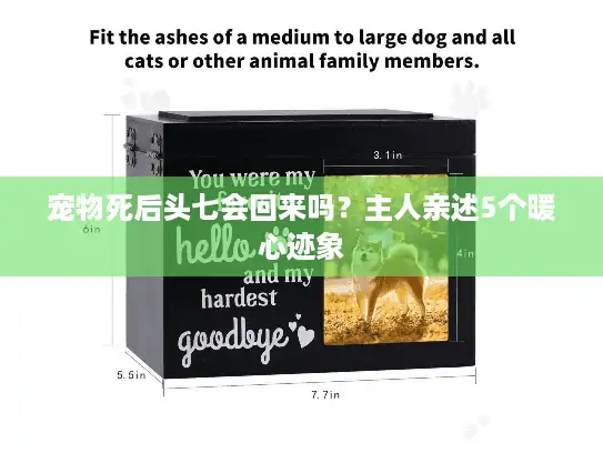 宠物死后头七会回来吗？主人亲述5个暖心迹象