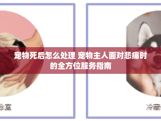 宠物死后怎么处理 宠物主人面对悲痛时的全方位服务指南