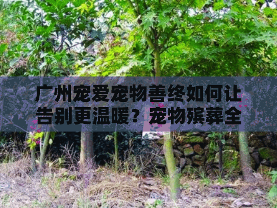 广州宠爱宠物善终如何让告别更温暖？宠物殡葬全流程服务解析