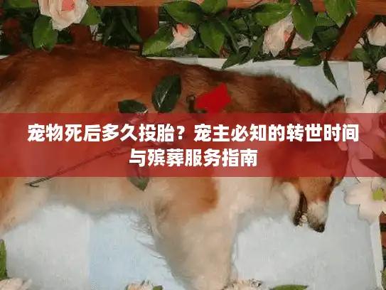 宠物死后多久投胎？宠主必知的转世时间与殡葬服务指南