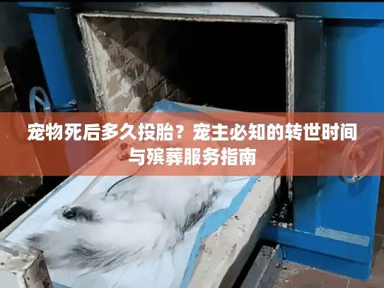 宠物死后多久投胎？宠主必知的转世时间与殡葬服务指南