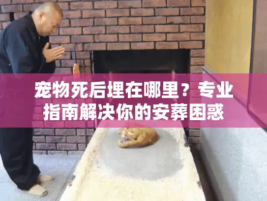 宠物死后埋在哪里？专业指南解决你的安葬困惑