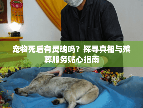 宠物死后有灵魂吗？探寻真相与殡葬服务贴心指南
