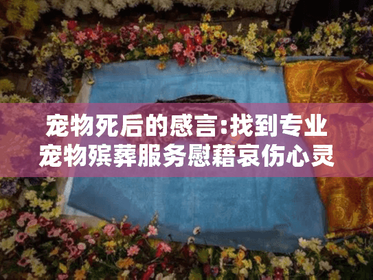 宠物死后的感言:找到专业宠物殡葬服务慰藉哀伤心灵 宠物死后的感言:找到专业宠物殡葬服务慰藉哀伤心灵