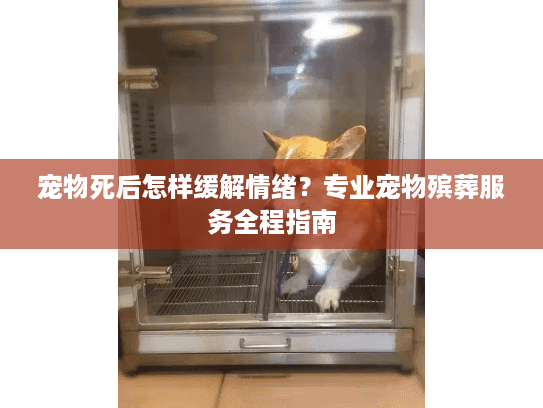 宠物死后怎样缓解情绪?专业宠物殡葬服务全程指南 宠物死后怎样缓解情绪?专业宠物殡葬服务全程指南