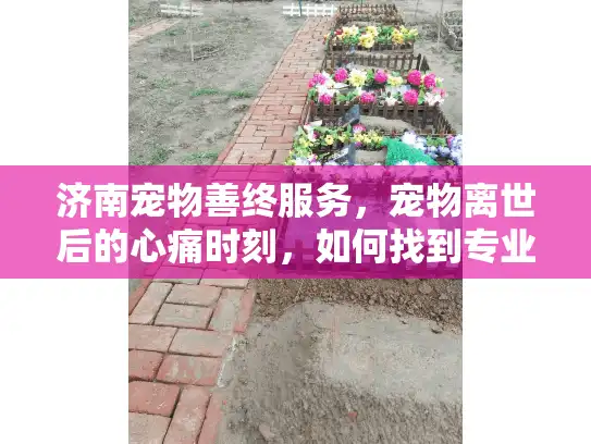 济南宠物善终服务，宠物离世后的心痛时刻，如何找到专业告别方案？