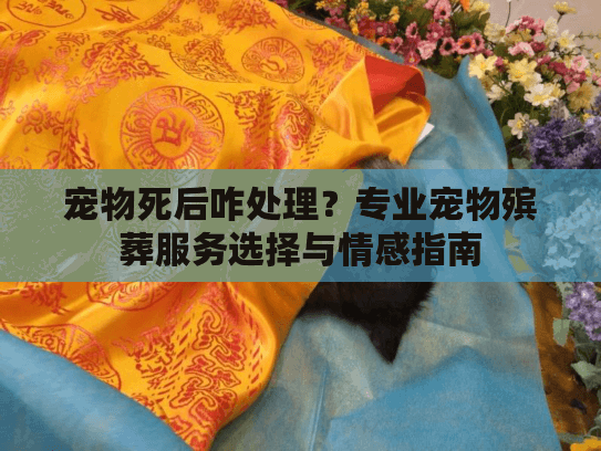 宠物死后咋处理？专业宠物殡葬服务选择与情感指南