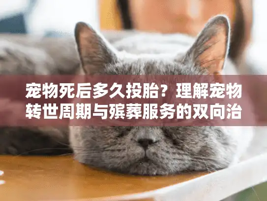 宠物死后多久投胎？理解宠物转世周期与殡葬服务的双向治愈