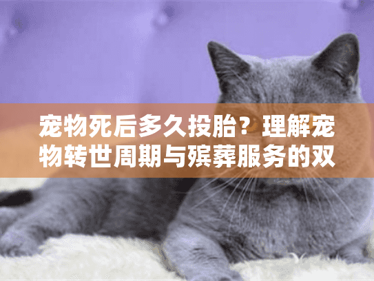 宠物死后多久投胎？理解宠物转世周期与殡葬服务的双向治愈