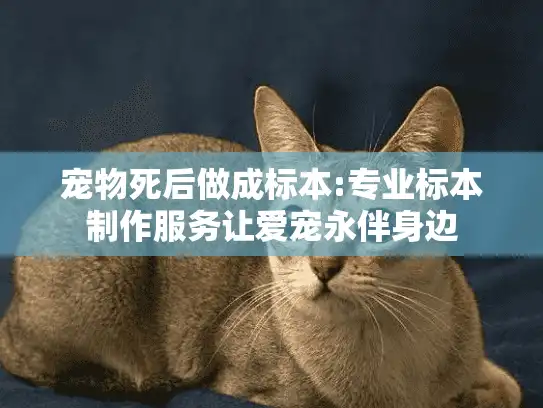 宠物死后做成标本:专业标本制作服务让爱宠永伴身边