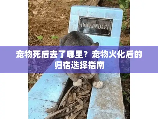 宠物死后去了哪里?宠物火化后的归宿选择指南 宠物死后去了哪里?宠物火化后的归宿选择指南
